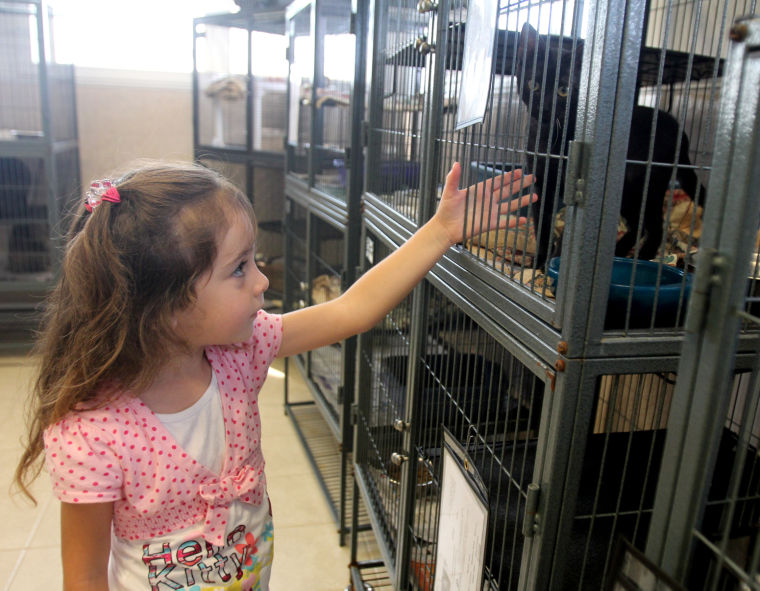 Pet Adoptions